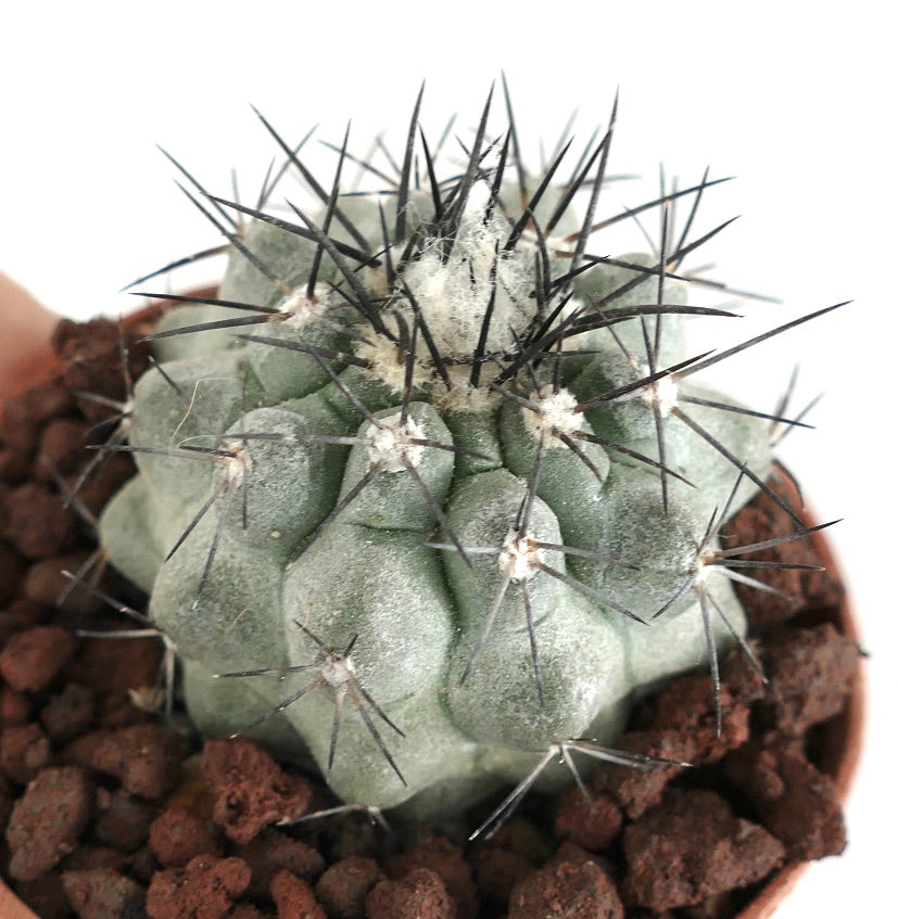 코피아포아 시네레아 다육 선인장, 빽빽한 검은 가시와 솜털 모양의 가시밭이 특징