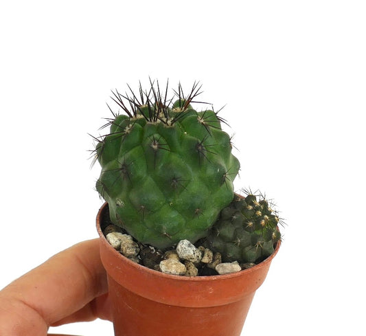 Copiapoa cinerea succulent cactus with dark spines and rounded green stems in small pot