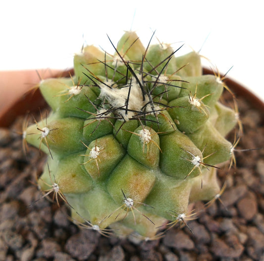 Copiapoa cinerea Sukkulente mit dichtem weißem Wollfilz und scharfen schwarzen Stacheln im Topf