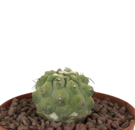 Copiapoa cinerea Sukkulente Kaktee mit abgerundeten Warzen und spärlichen Dornen im Topf