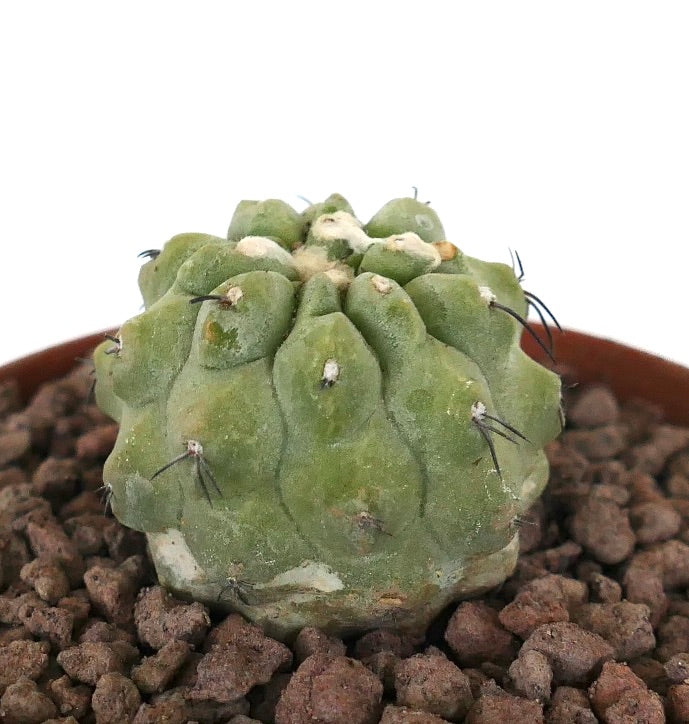 Copiapoa cinerea seltener Sukkulenten-Kaktus mit abgerundeten Warzen und kurzen dunklen Stacheln in felsigem Boden