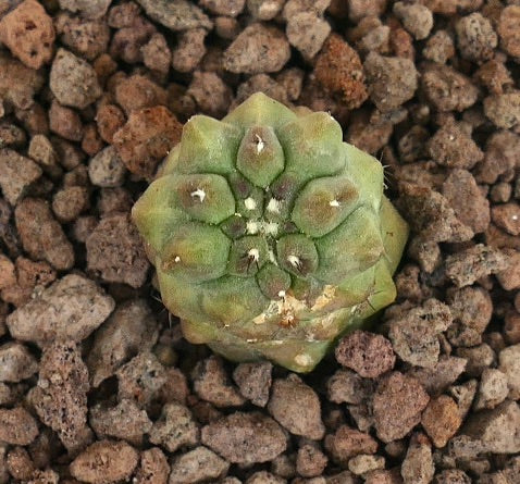 Kleiner seltener Sukkulenten-Kaktus Copiapoa cinerea x Copiapoa hypogaea mit runden Warzen und grüner Textur
