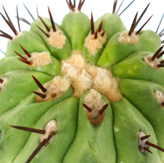 Copiapoa cinerea cacto suculento com corpo verde com nervuras e espinhos castanhos em close-up