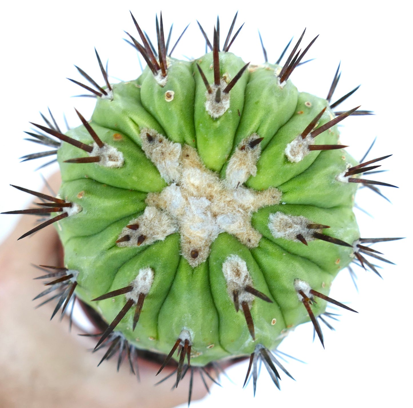 Copiapoa cinerea succulent cactus with thick green ribs and long dark spines