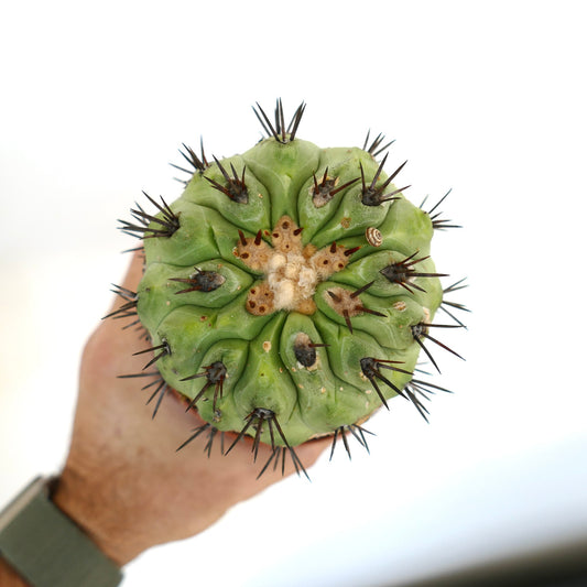 Cacto suculento Copiapoa cinerea com corpo verde espesso e espinhos escuros proeminentes segurado na mão