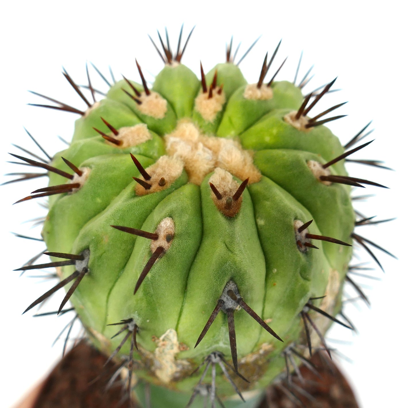 Copiapoa cinerea succulent cactus with rounded green ribs and prominent dark spines close-up