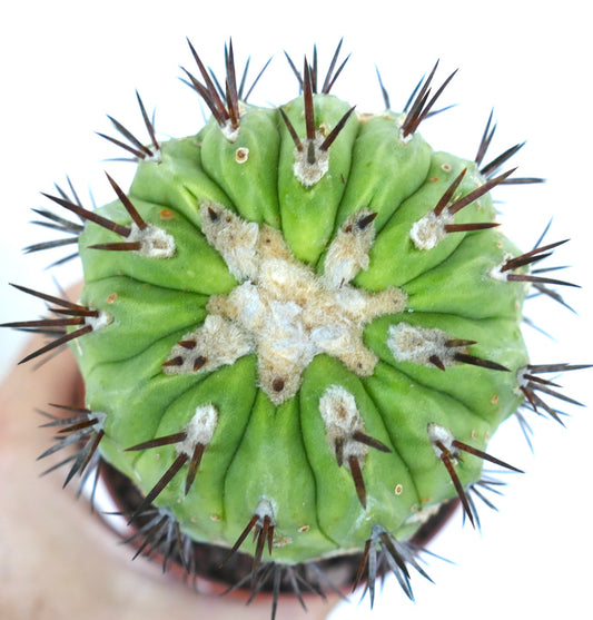 Cacto suculento Copiapoa cinerea com costelas verdes espessas e espinhos escuros e afiados