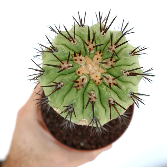 Copiapoa cinerea cactus with thick green ribs and long dark brown spines in pot