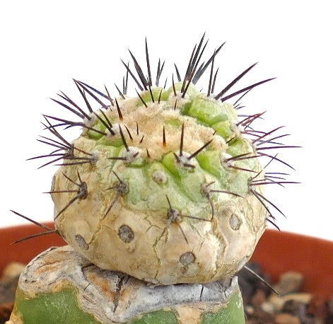 新品　COPIAPOA CINEREA  FlowerSeason Copiapoa Cinerea | Botanical Archive | Wordwide Shipping