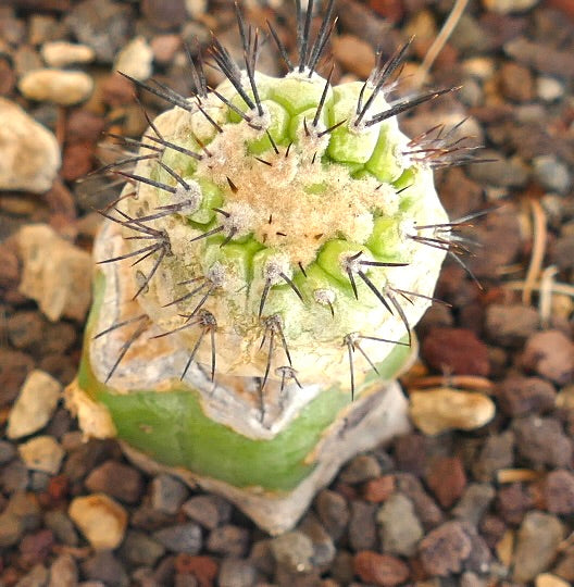Copiapoa cinerea x Copiapoa serpentisulcata rare grafted cactus with long dark spines