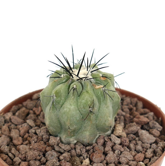 Copiapoa cinerea small succulent cactus with thick ribs and prominent black spines in pot