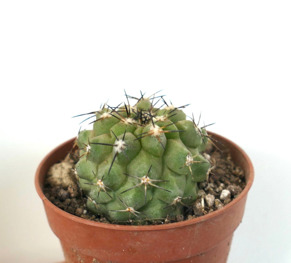 Copiapoa cinerea succulent cactus with rounded green body and sharp black spines in pot