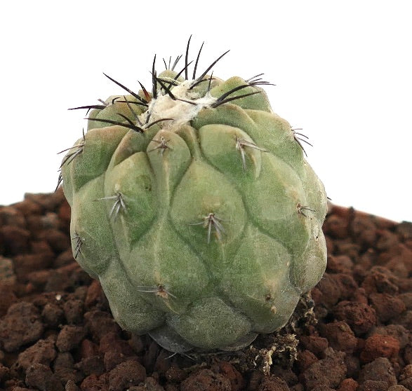 コピアポア・シネレア × コピアポア・フミリス 珍しいハイブリッドサボテン 丸みのあるリブと濃い棘付き
