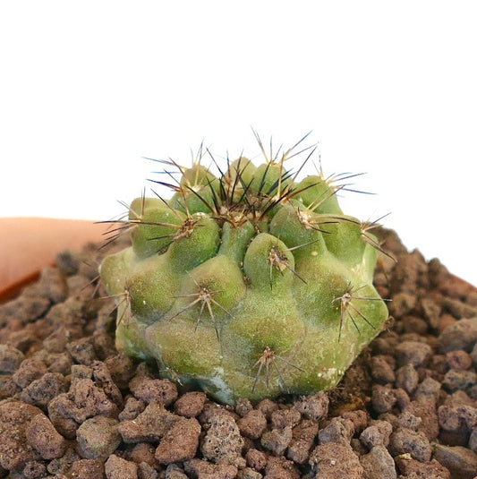 Copiapoa cinerea small succulent cactus with rounded tubercles and sharp dark spines in rocky soil