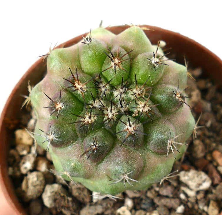 Copiapoa cinerea rare succulent cactus with rounded tubercles and dark spines in pot