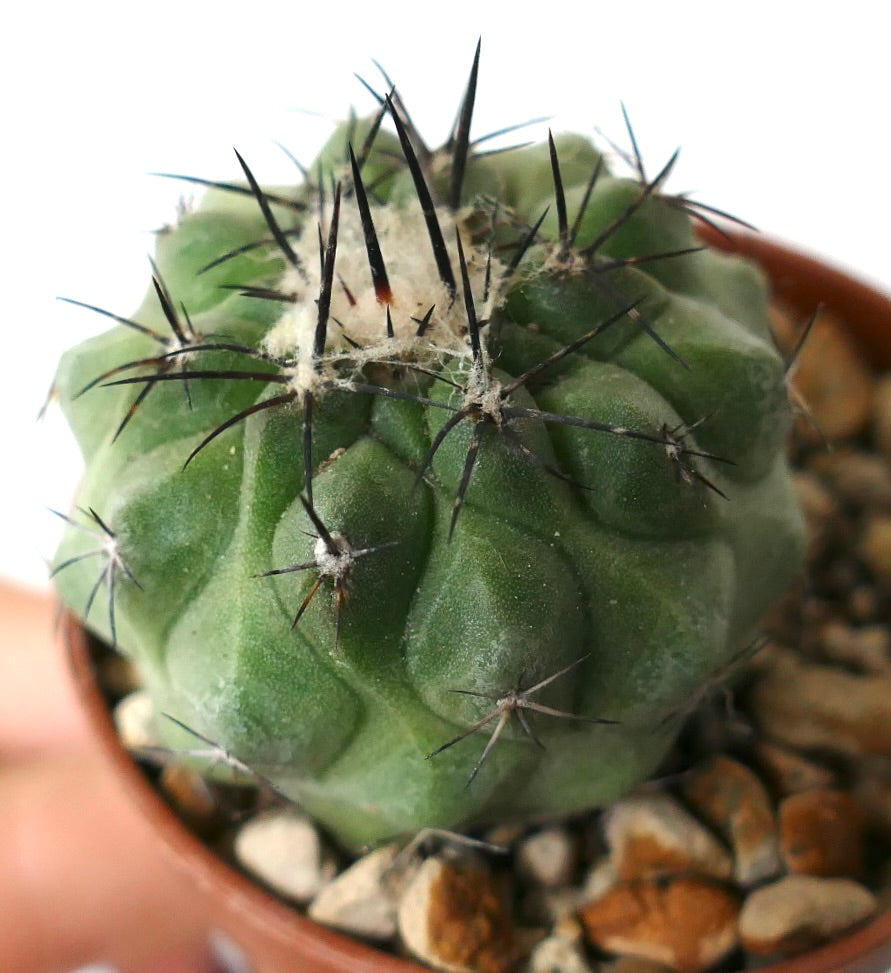 Copiapoa cinerea Sukkulente Kaktus mit dickem grünem Körper und langen schwarzen Stacheln im Topf