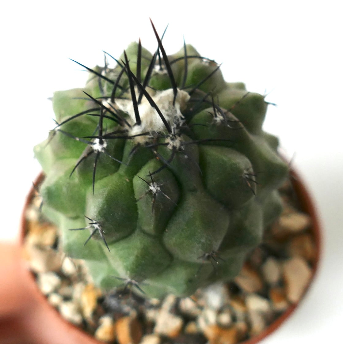 Copiapoa cinerea succulent cactus with thick green tubercles and prominent black spines