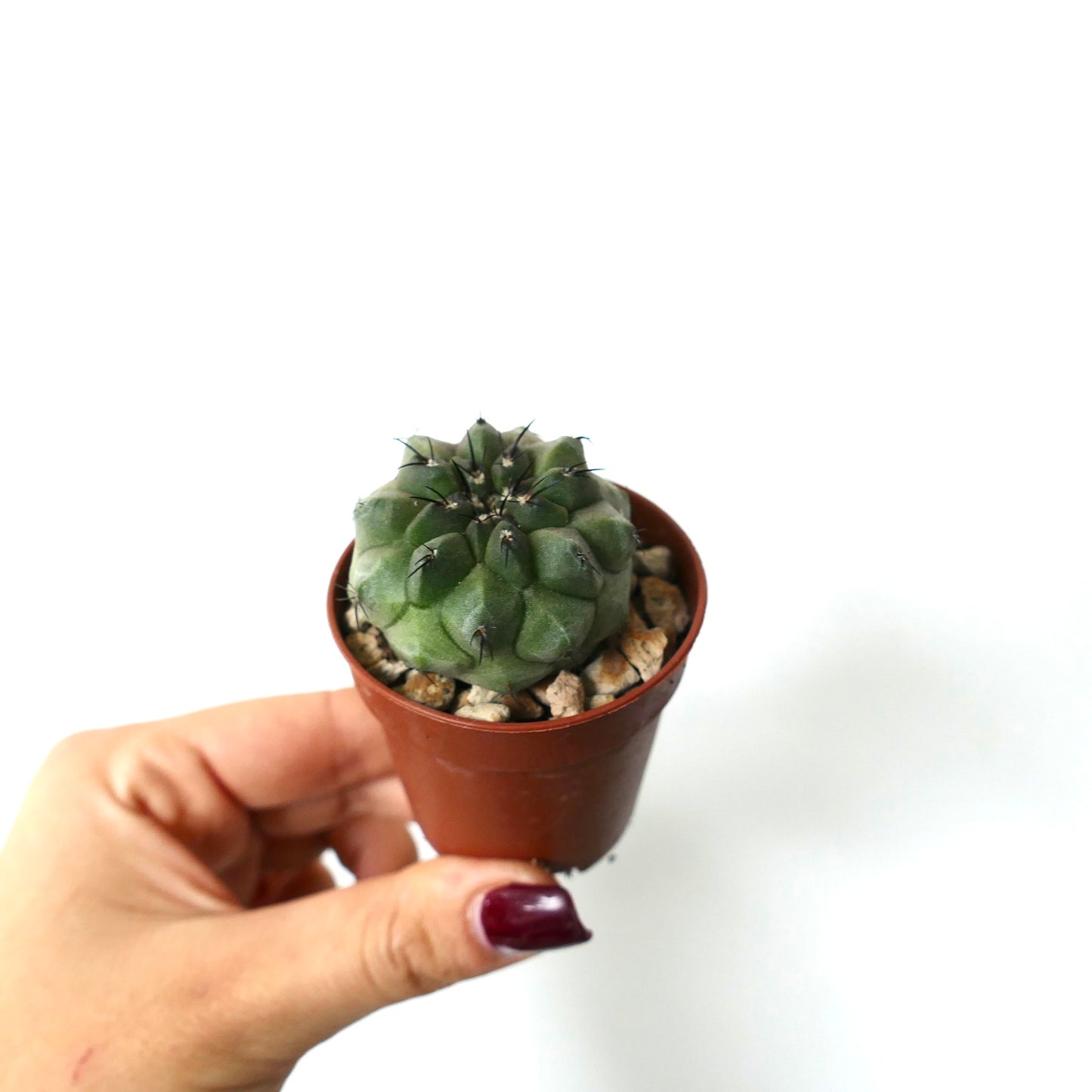 Copiapoa cinerea small round succulent cactus with dark spines in brown pot