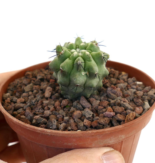 Copiapoa cinerea x hypogaea small green cactus with short dark spines in terracotta pot