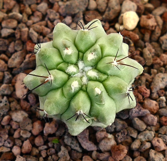 코피아포아 시네레아 다육 선인장, 짧고 어두운 가시와 옅은 녹색의 골진 몸체