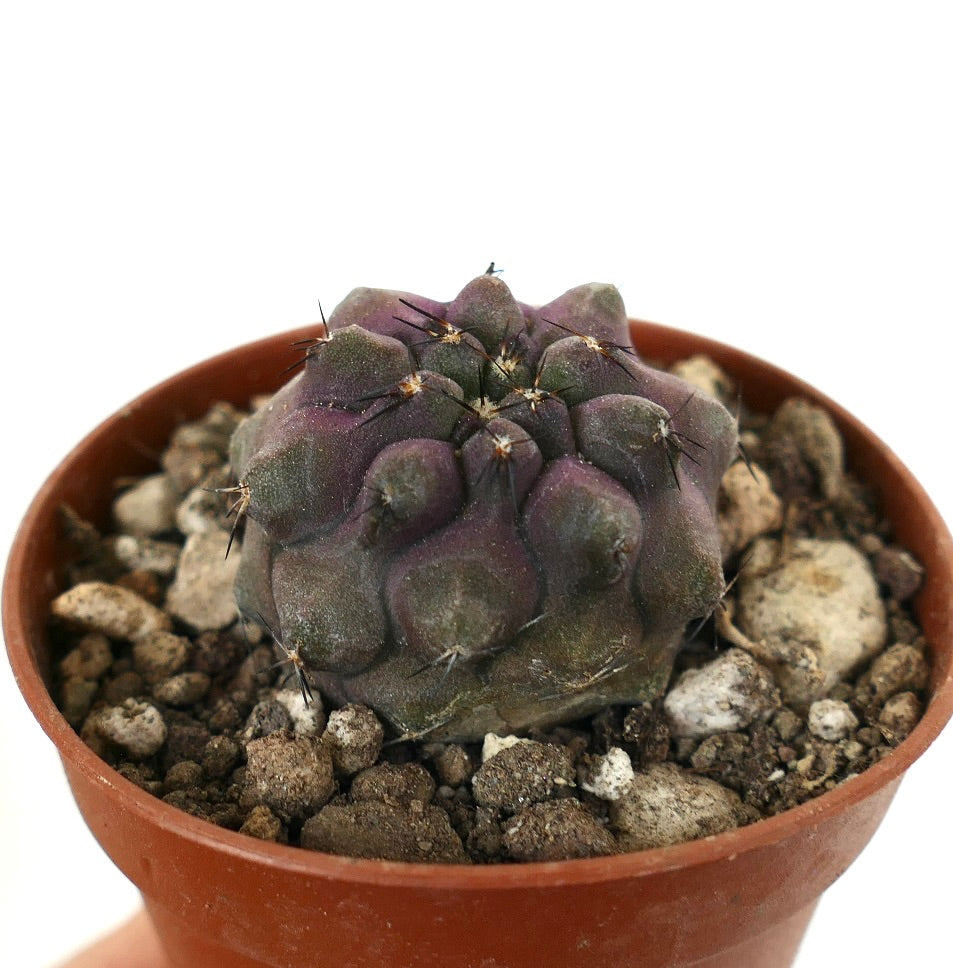Copiapoa griseoviolacea x cinerea cacto suculento raro com tubérculos verde-púrpura e espinhos curtos