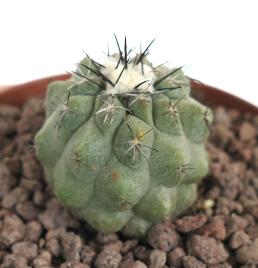 Copiapoa cinerea x Copiapoa hypogaea small succulent cactus with thick ribs and sharp black spines