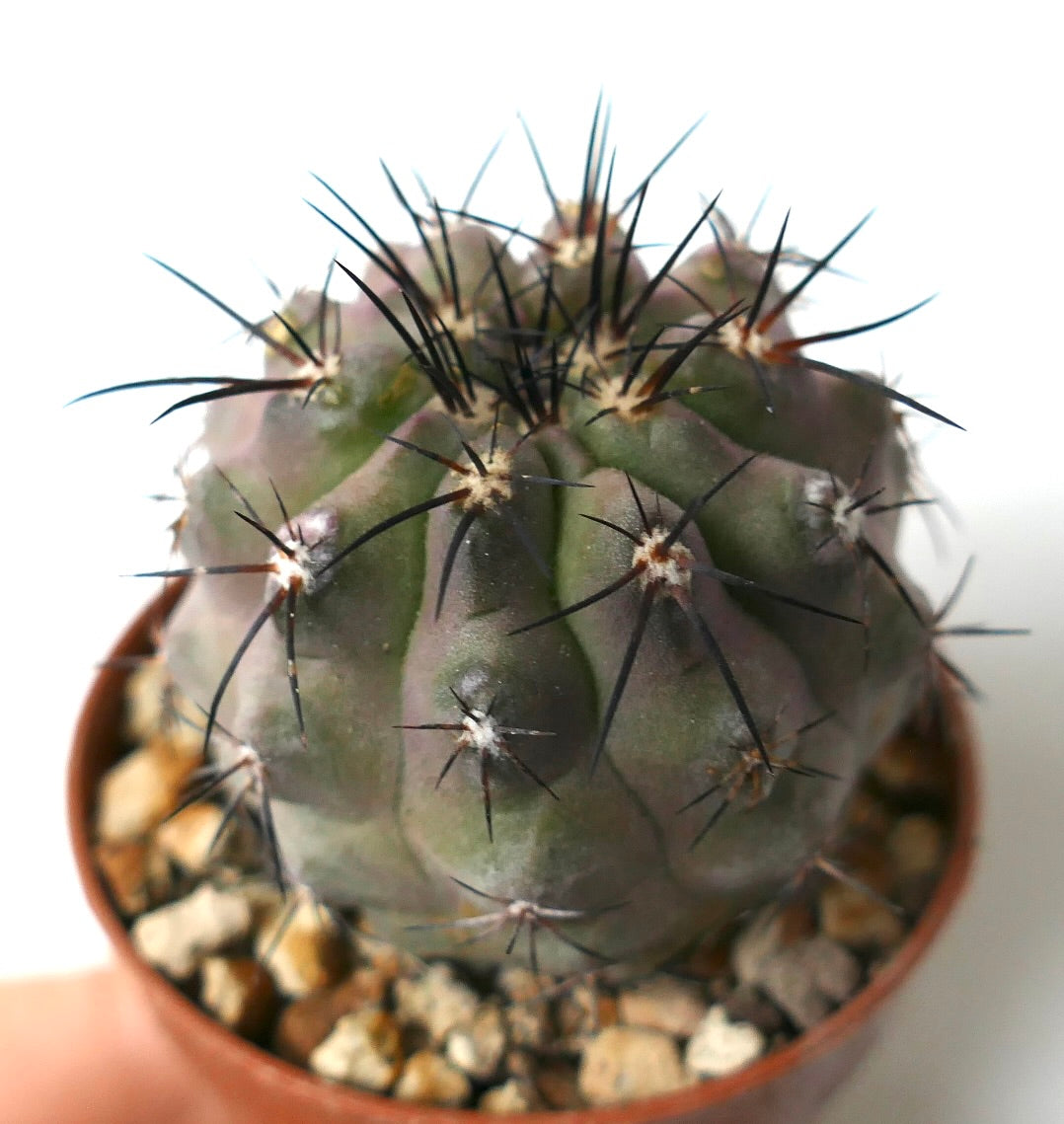 コピアポア　シネレア コピアポア・シネレア | Botanical Archive | ユニークなグレー