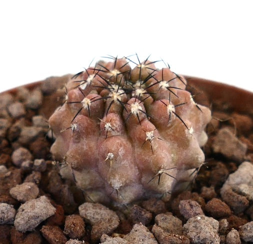Copiapoa armata x griseoviolacea seltene Sukkulente Kaktee mit rötlichen Warzen und schwarzen Stacheln in felsigem Boden