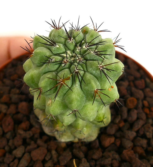 Copiapoa cinerea Sukkulente Kaktus mit dichten, dunkel gefärbten Stacheln und abgerundeten Warzen im Topf