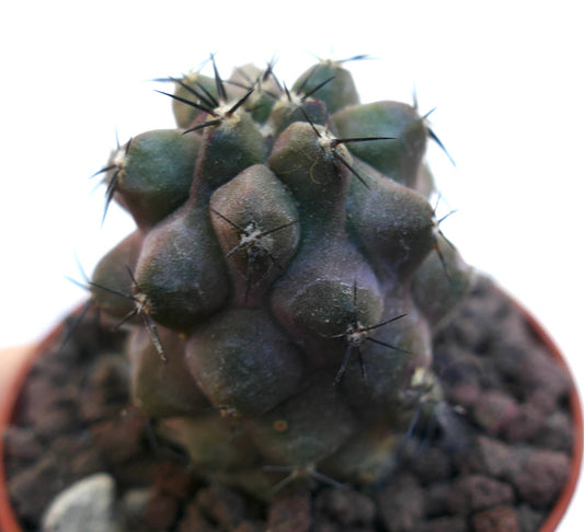 Copiapoa cinerea succulent cactus with dark green rounded tubercles and sharp black spines