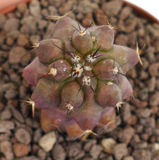 Copiapoa cinerea succulent cactus with rounded tubercles and dark spines in rocky soil