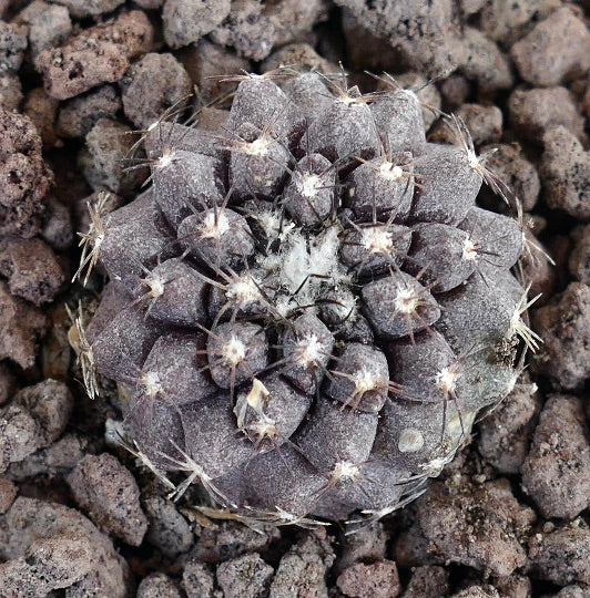 Copiapoa cinerea x Copiapoa humilis seltene sukkulente Kaktee mit dichten Stacheln und strukturierter Oberfläche