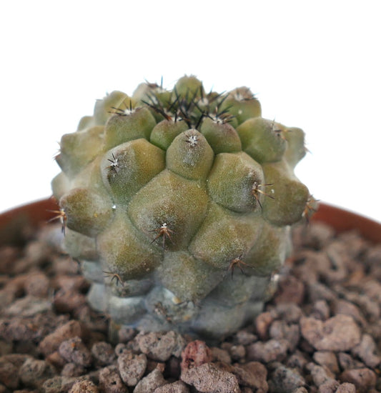 Copiapoa cinerea x Copiapoa hypogaea kleiner stacheliger Sukkulenten-Kaktus mit abgerundeten Tuberkeln und dunklen Stacheln