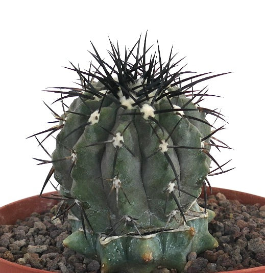 羅本製所 COPIAPOA CINEREA BLACK PRINCE 羅本製所 COPIAPOA CINEREA BLACK PRINCE