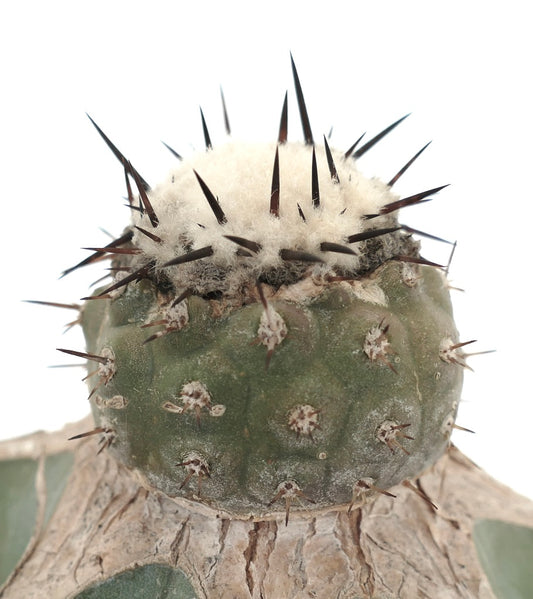 Copiapoa cinerea rare succulent cactus with woolly areoles and long dark spines