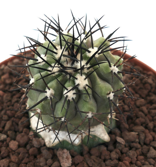 Copiapoa cinerea succulent cactus with strong black spines and white areoles in pot