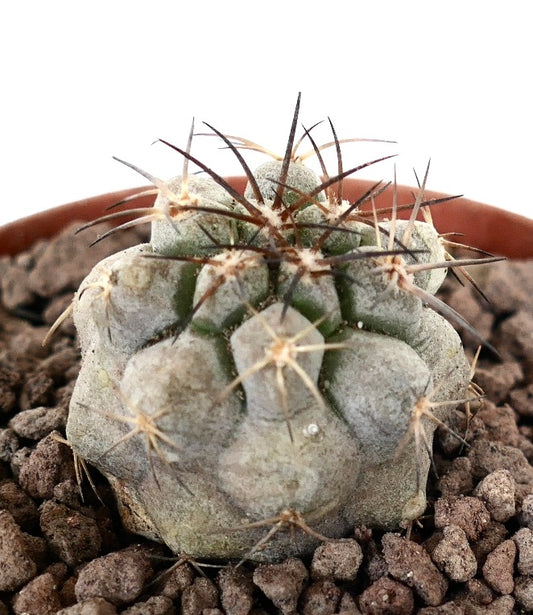 Copiapoa cinerea suculenta cactus con tubérculos grisáceos y espinas largas oscuras en maceta