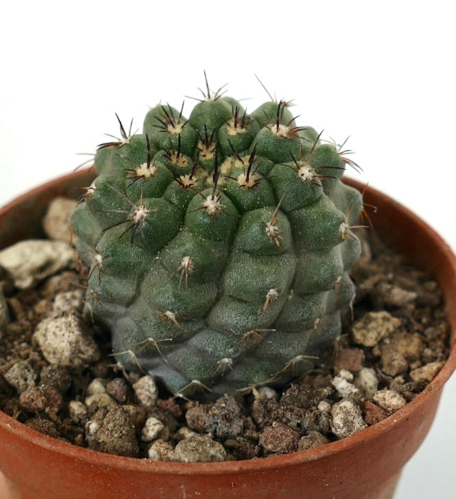 Copiapoa cinerea | Botanical Archive | Desert Beauty