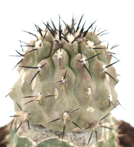 Copiapoa cinerea succulent cactus with thick ribs and sharp dark spines close-up