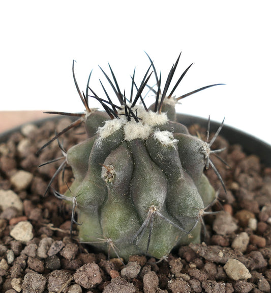 Copiapoa cinerea small succulent cactus with dark spines and woolly areoles in rocky soil