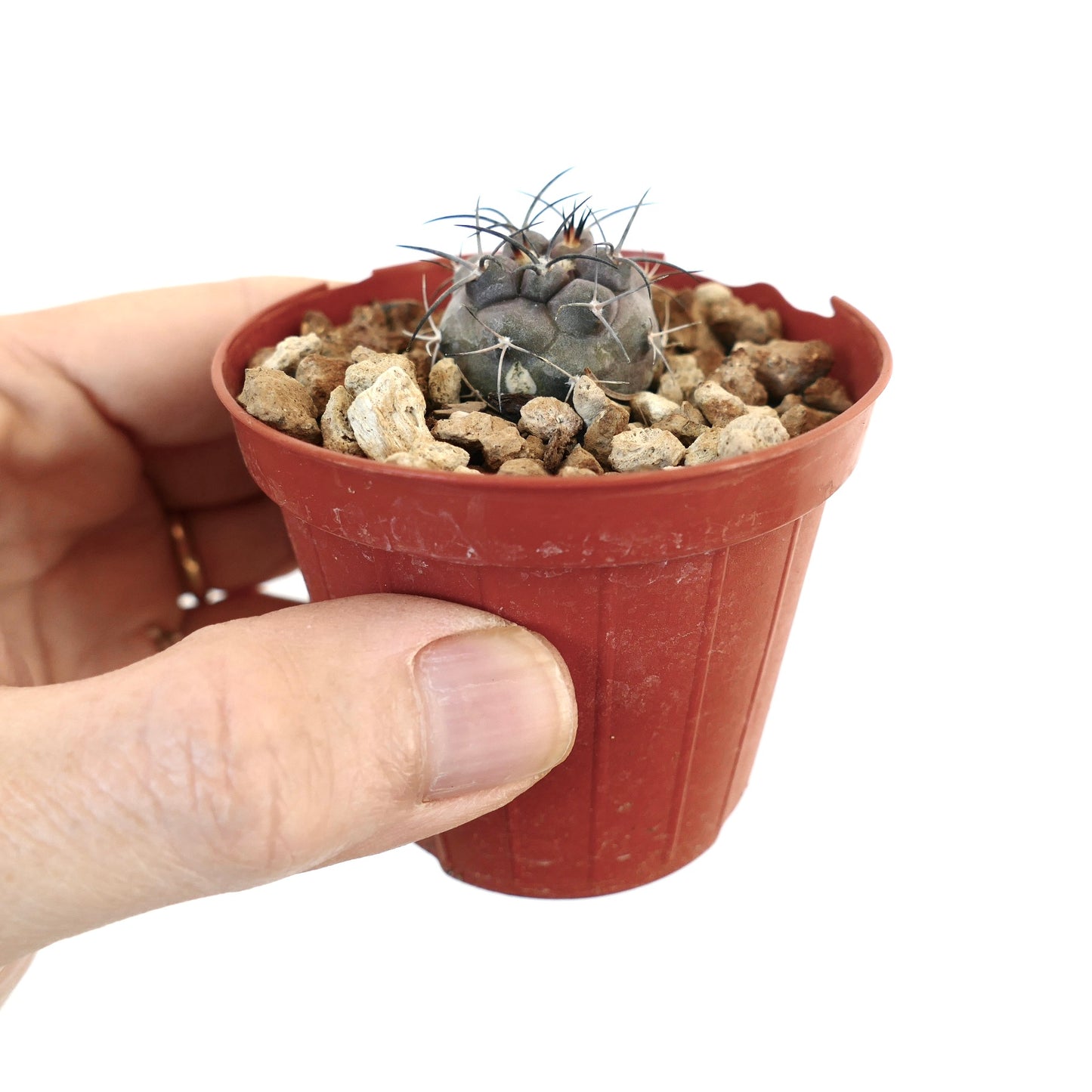 Copiapoa cinerea TALTAL X Copiapoa carrizalensis piccolo raro cactus succulento con spine in vaso rosso