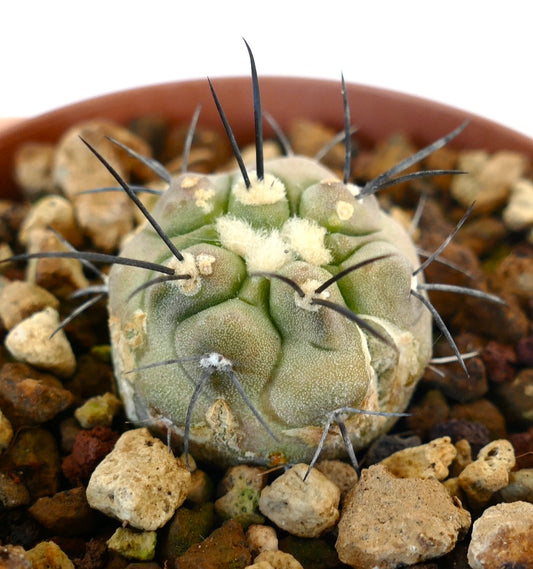 Copiapoa cinerea small round succulent cactus with thick black spines and woolly areoles