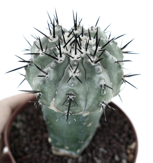 Copiapoa cinerea rare succulent cactus with thick gray-green body and sharp black spines