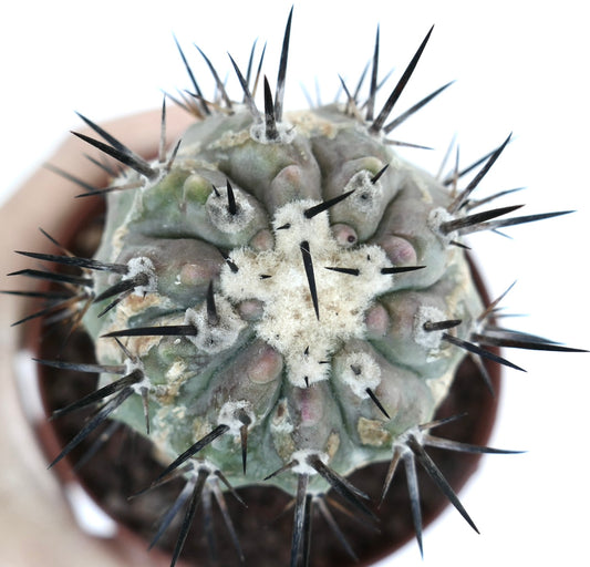 Copiapoa cinerea rare succulent cactus with thick black spines and woolly areoles