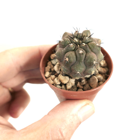 Copiapoa cinerea small succulent cactus with dark spines in a terracotta pot held by hand