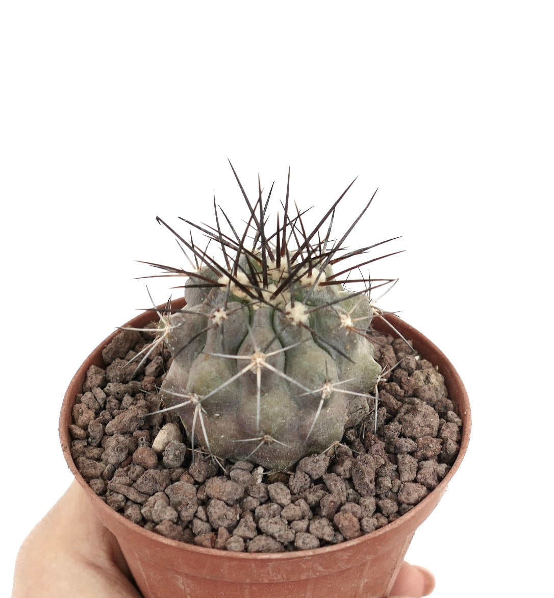 新品　COPIAPOA CINEREA  FlowerSeason 新品 COPIAPOA CINEREA FlowerSeason Copiapoa cinerea