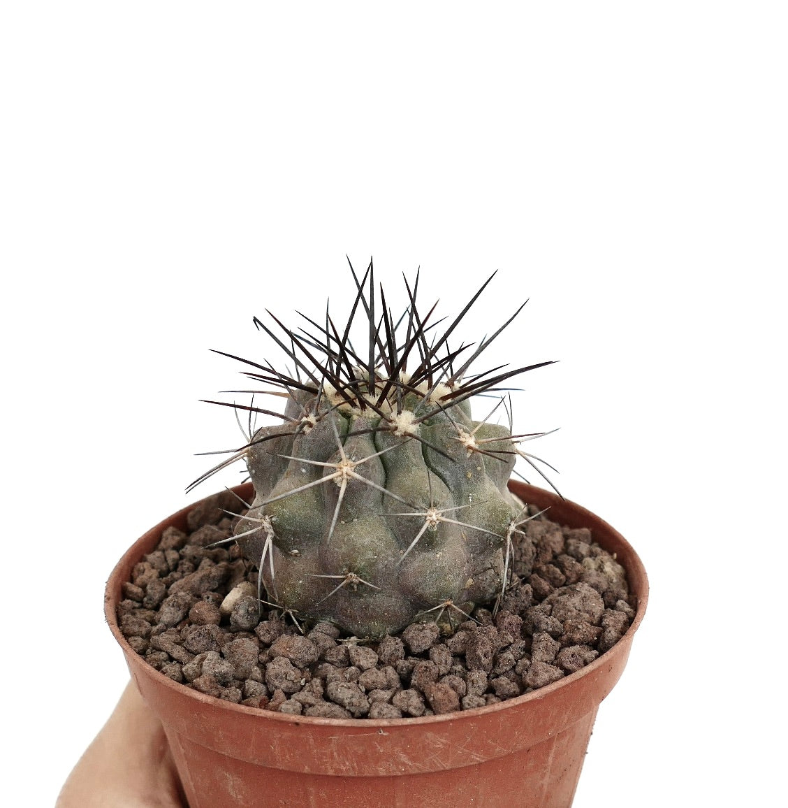 Copiapoa cinerea succulent cactus with gray body and long dark spines in terracotta pot