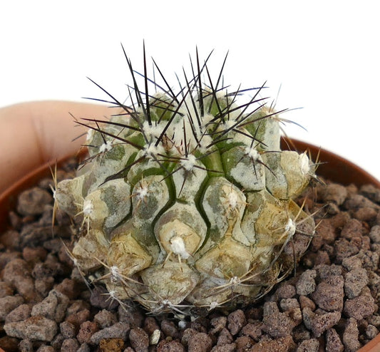 Copiapoa cinerea X Copiapoa atcamensis sukkulente Kaktee mit dichten Stacheln und strukturiertem grau-grünem Körper