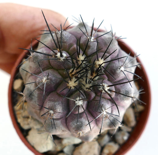 Copiapoa cinerea X Copiapoa dealbata rare purple succulent cactus with long black spines