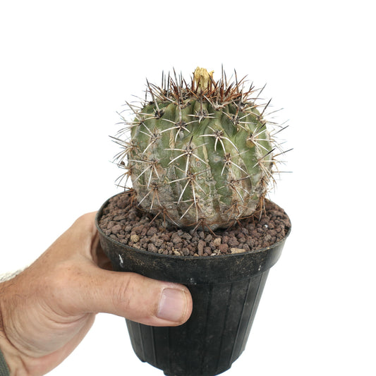 Copiapoa cinerea X Copiapoa fiedleriana cacto suculento com espinhos densos e afiados em vaso preto